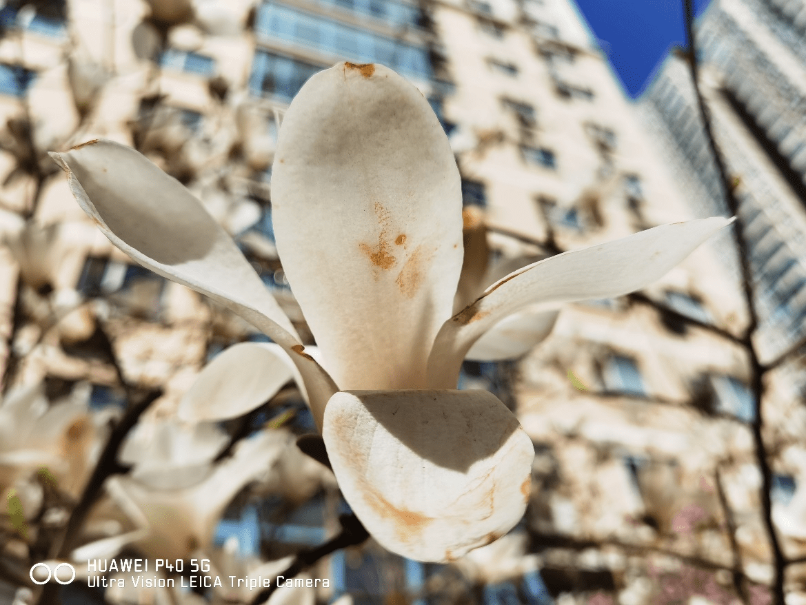 用影像看世界，回顾“我”和华为P系列的那些记忆瞬间 